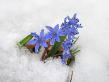 Erken bahar çiçekleri. Sibirya (Scilla Siberica döken)