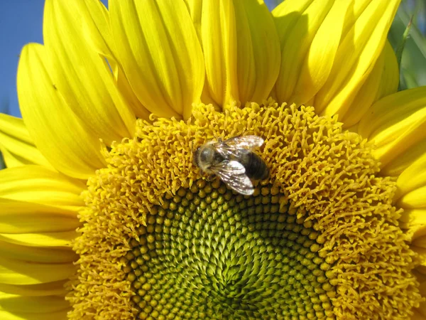 Bee is sitting on the sunflower — Stock Photo, Image