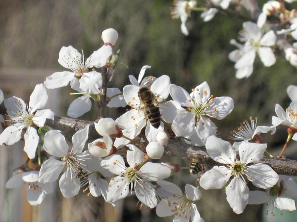 Spring background. Purity Blooming Flowers and Working Bee. — Stock Photo, Image