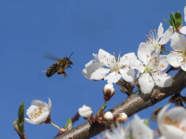 Bir Bumblebee bir süt devedikeni üzerinde dilini alıştırma olduğunu. Çevre ve doğal kaynakların korunması