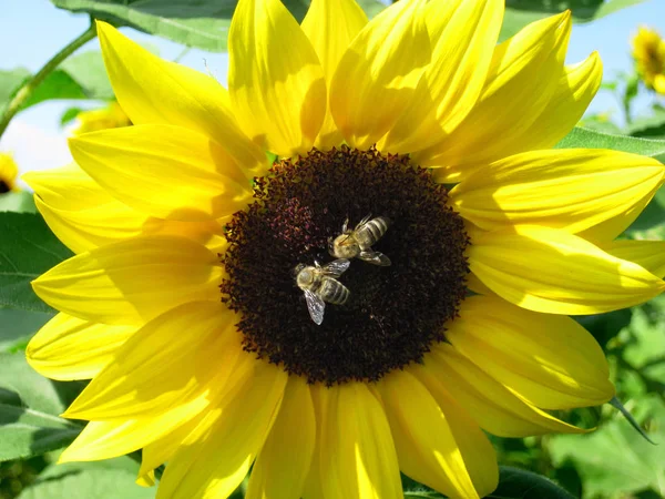 Twee bijen zitten op een zonnebloem — Stockfoto