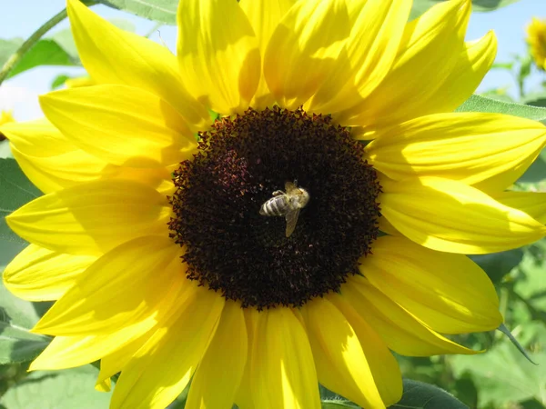 Medová Včela Sedí Slunečnici Ochrana Životního Prostředí Přírodních Zdrojů — Stock fotografie