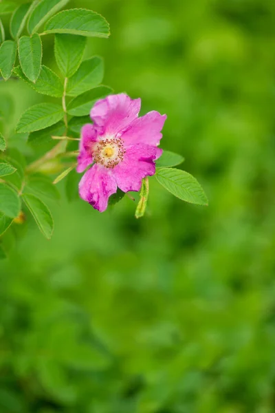 Kwiat Dzikiej Róży Biodra Tle Natury — Zdjęcie stockowe
