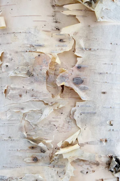 Birch Bark Texture Background Paper — Stock Photo, Image