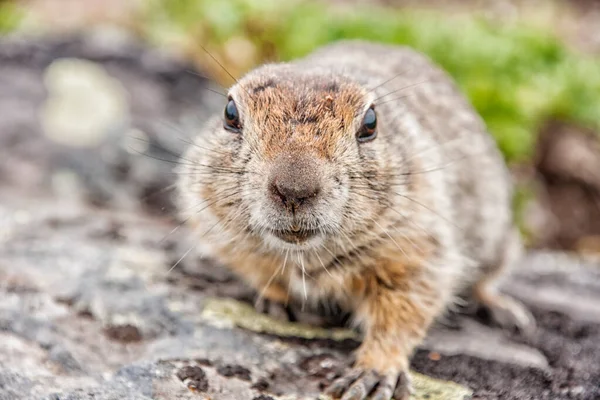 Kamchatka Curious Gopher Spermophilus Parryi Kamchatka Russia — Stock Photo, Image