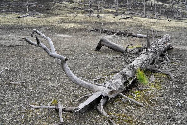 Döda Skogen Kamtjatka Halvön Följd Naturkatastrofer Katastrofala Utbrott Plosky Flat Royaltyfria Stockfoton