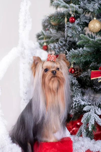 Yorkshire Terrier Med Röd Rosett Sitter Nära Dekorerad Julgran Royaltyfria Stockfoton