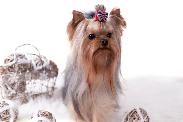 Yorkshire Terrier Bow Christmas Balls Lies White Background — Stock Photo, Image