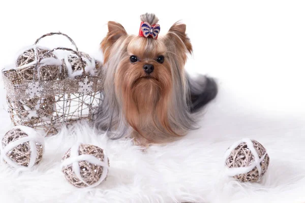 Natal Yorkshire Terrier Fundo Branco — Fotografia de Stock