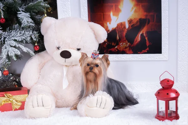 Yorkshire Terrier Med Båge Sitter Bredvid Julgran Och Vid Brasan — Stockfoto