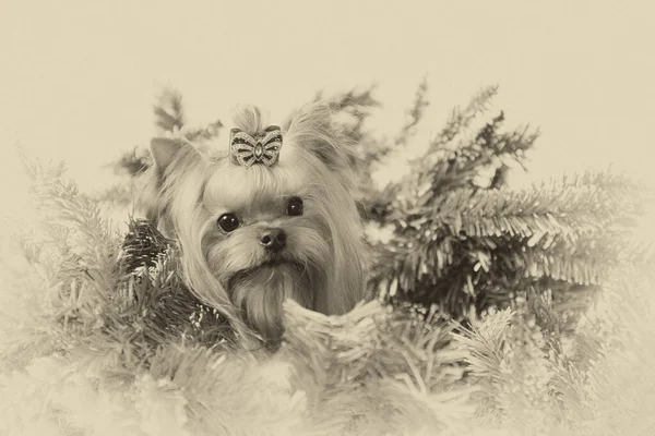 Portrait Monochrome Stylisé Yorkshire Terrier Dans Des Branches Sapin — Photo