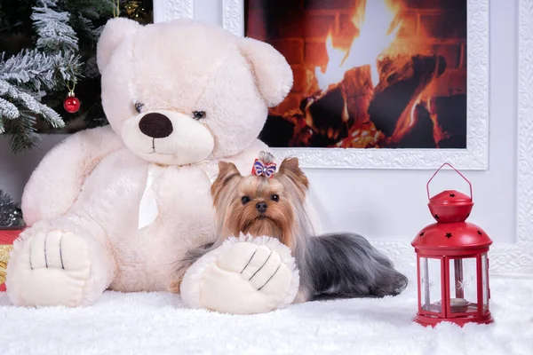 Yorkshire Terrier Med Båge Ligger Vid Brasan Bredvid Stor Leksaksbjörn Stockbild