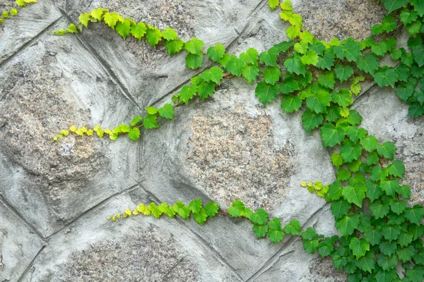 Pared Piedra Con Liana Hojas Verdes Enredaderas Fondo Pared — Foto de Stock