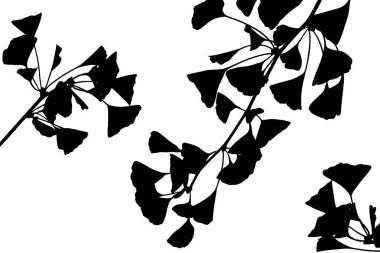 Beyaz arka planda bir çiçeğin silueti. Kıvırcık yapraklı güzel bir dal.