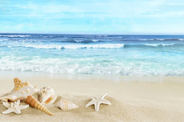 Een Uitzicht Het Strand Met Schelpen Het Zand Stockfoto