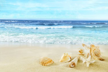 Bir görünümü ile kabukları kum Beach.