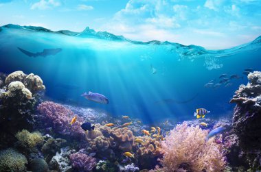 Mercan resifinin sualtı görüntüsü.