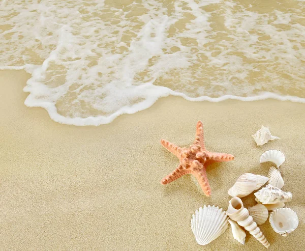 海星和沙质海滩上的贝壳 — 图库照片