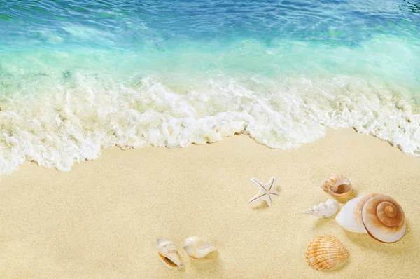 Κοχύλια Στην Παραλία Πιτσίλισμα Κύματα Στην Παραλία Τροπική Θάλασσα — Φωτογραφία Αρχείου