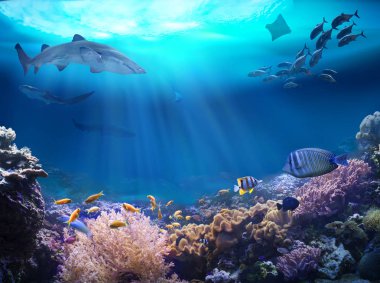 Mercan resif sualtı manzarası. Okyanusa hayatında.