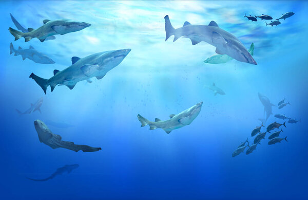 Life in tropical waters. Hunting sharks. Shoal of fish.