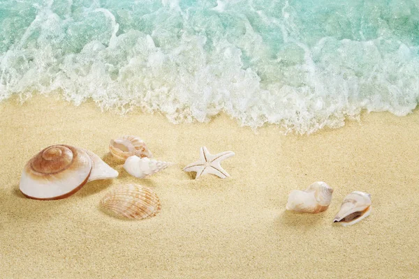 Shells Beach Tropical Sea Splashing Waves Seashore — Stock Photo, Image