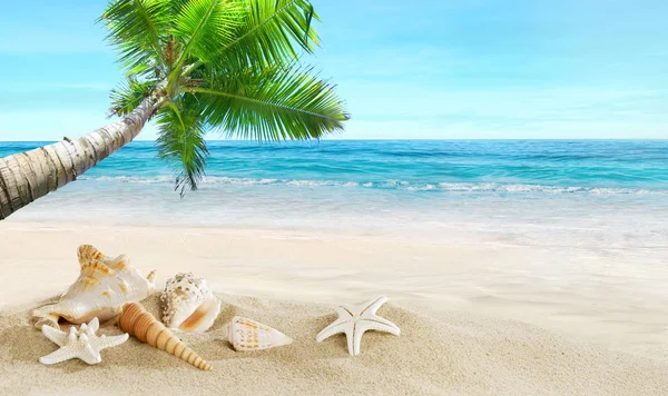 Shells Beach Tropical Sea Coconut Palm — Stock Photo, Image