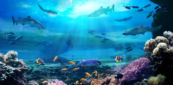 Underwater View Coral Reef Life Ocean — Stock Photo, Image