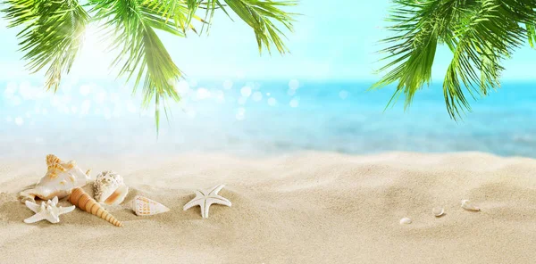 沙中的贝壳 热带海滩上的椰子树 — 图库照片