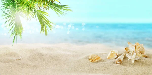 Ракушки Песке Кокосовые Пальмы Тропическом Пляже Отличное Место Отдыха — стоковое фото
