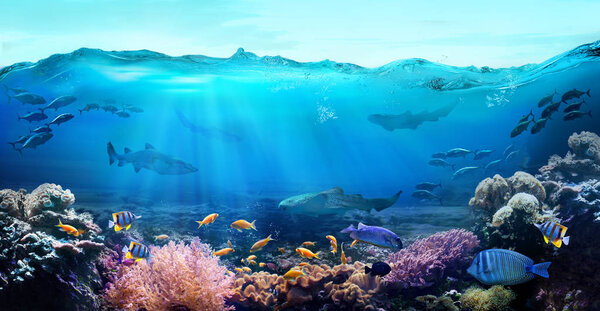 Tropical coastal waters. Underwater view of the coral reef. Life in the ocean. 