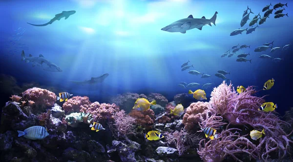 Underwater View Coral Reef Life Tropical Waters — Stock Photo, Image