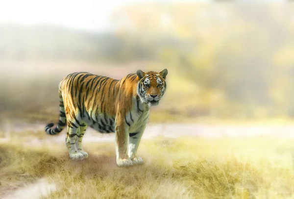 Großer Tiger Freier Wildbahn Lebensraum Natur — Stockfoto