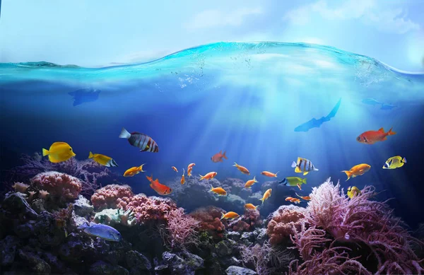 Cores Ricas Recife Coral Mundo Subaquático Peixe Tropical Colorido Ecossistema — Fotografia de Stock