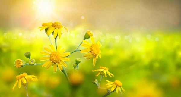 Divoká Louka Žlutými Květy Silném Slunečním Světle Brzy Ráno Pozadí — Stock fotografie