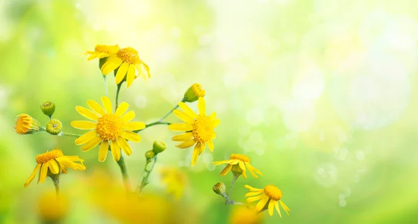 Wilde Wiese Mit Gelben Blüten Starken Sonnenlicht Natur Hintergrund Früh — Stockfoto