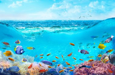 Kıyı sularında renkli tropikal balıklar. Su altı deniz dünyasının hayvanları. Mercan resifinde hayat. Ekosistem.