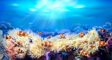 Deniz şakayıkları arasında yüzen palyaço balıkları. Su altı deniz dünyasının hayvanları. Mercan resifinde hayat. Amphiprion perküla. Ekosistem. 
