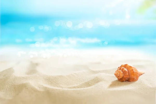 Piccolo Guscio Rosso Nella Sabbia Vista Sulla Soleggiata Spiaggia Tropicale — Foto Stock