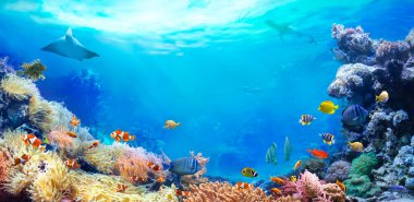 Mercan resifinin panoramik görüntüsü. Su altı deniz dünyasının hayvanları. Ekosistem. Renkli tropikal balıklar. 