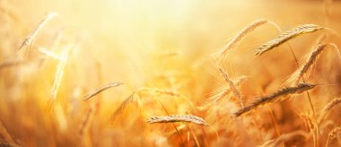 Buğdaylı bir tarla. Sabahın erken saatlerinde güçlü güneş ışığında olgunlaşmış tahıl kulakları. Doğa geçmişi. Yaz manzarası.