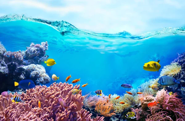 Coloridos Peces Tropicales Aguas Costeras Vida Arrecife Coral Animales Del — Foto de Stock