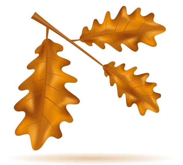 Autumn Oak Leaves Vector Illustration Isolated White Background — Stock Vector