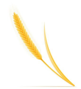 olgun buğday spikelet vektör illüstrasyon sarı kulakları