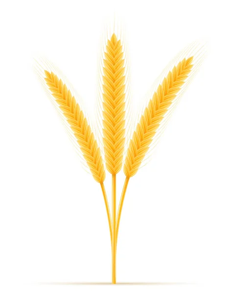 Orelhas amarelas de trigo maduro spikelet vetor ilustração — Vetor de Stock