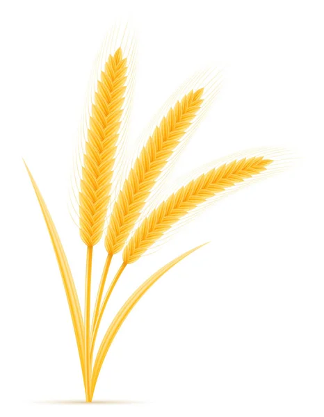 Espigas amarillas de trigo maduro espiguilla vector ilustración — Vector de stock