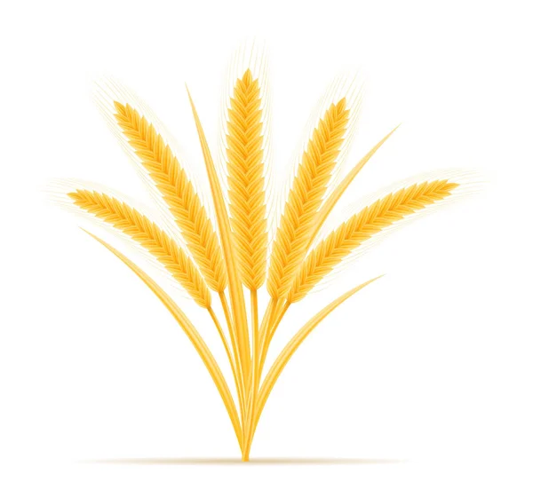 Orelhas amarelas de trigo maduro spikelet vetor ilustração — Vetor de Stock
