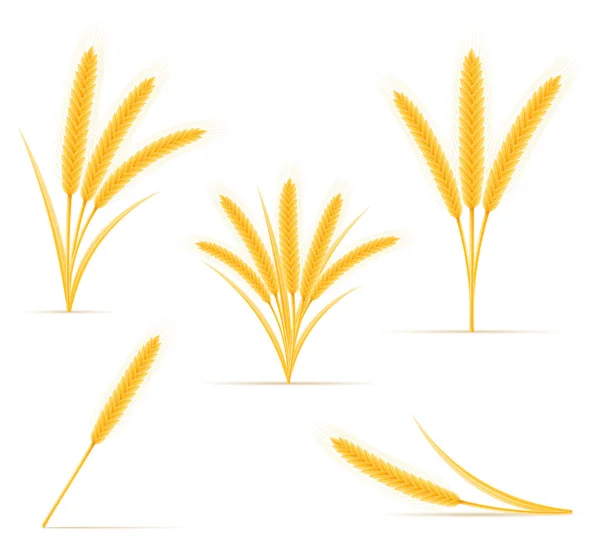 Yellow ears of ripe wheat spikelet vector illustration — Stock Vector