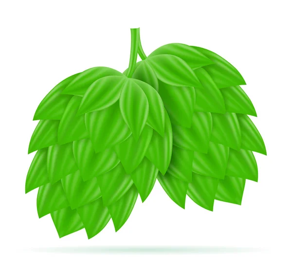 Lúpulo maduro y verde preparación de cerveza ingrediente vector illustrat — Vector de stock