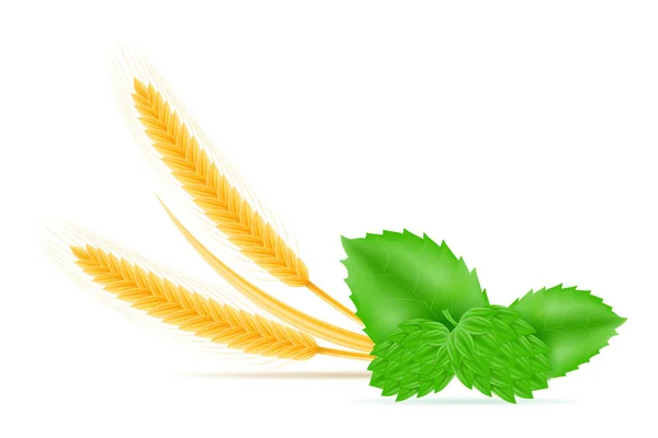 Lúpulo e ingredientes de trigo para hacer ilustración de vectores de cerveza — Vector de stock